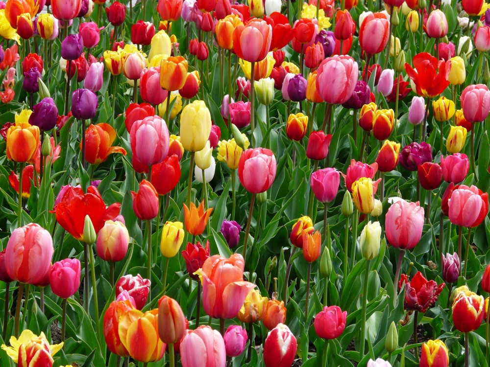 tulips-bed-colorful-color-69776